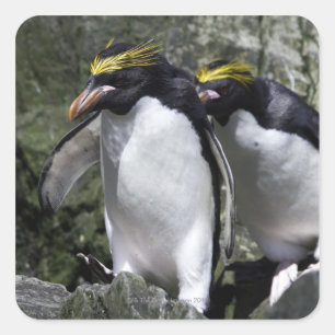 Sticker Carré Macaroni Penguins, Géorgie du Sud