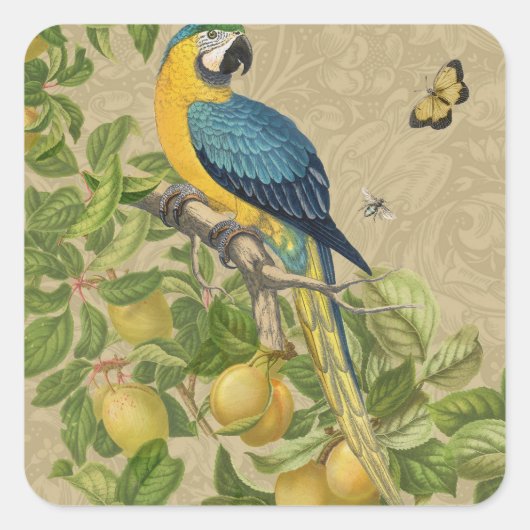 Sticker Carré Macaw Blue Jaune Tropical Jungle Antique (Devant)