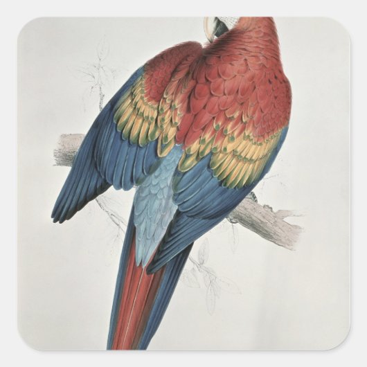 Sticker Carré Macaw rouge et jaune (Devant)