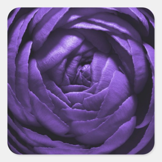 Sticker Carré Macro à fleurs violettes prise (Devant)