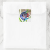 Sticker Carré Macropodus Opercularis Aquarium Poisson (Sac)