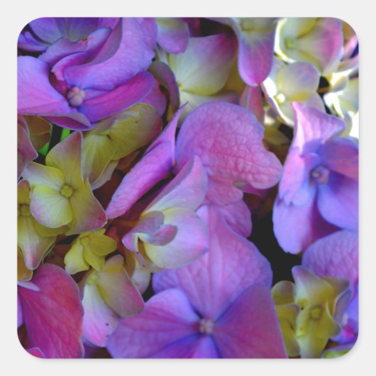 Sticker Carré Magenta Purple bleu jaune Hydrangeas fleurs (Devant)