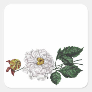 Sticker Carré Magnolia blossom