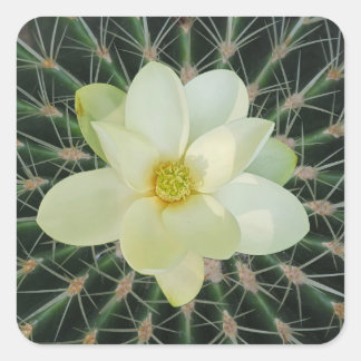 Sticker Carré Magnolia sweetbay