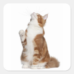 Sticker Carré Maine Coon (6 mois) assis et levant