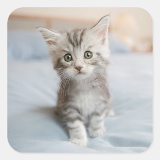 Sticker Carré Maine Coon Kitten (Devant)