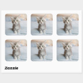Sticker Carré Maine Coon Kitten (Feuille)
