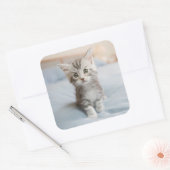 Sticker Carré Maine Coon Kitten (Enveloppe)