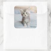 Sticker Carré Maine Coon Kitten (Sac)