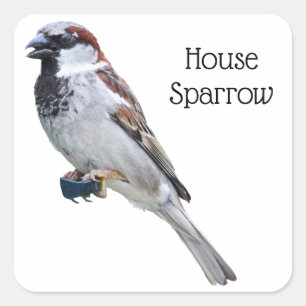 Sticker Carré Maison Sparrow