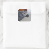 Sticker Carré Majestic African Grey Parrot (Sac)