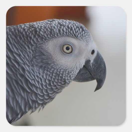 Sticker Carré Majestic African Grey Parrot (Devant)