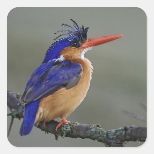 Sticker Carré Malachite Kingfisher, Alcedo cristata, Lac (Devant)