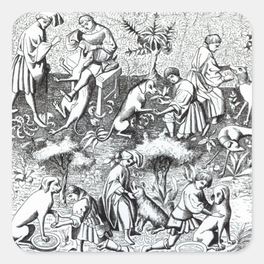 Sticker Carré Maladies des chiens et leur guérison, après une mi (Devant)