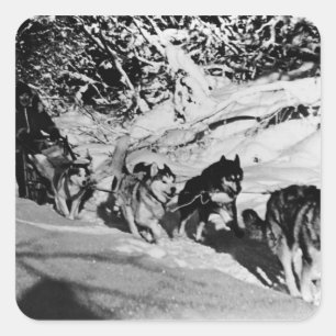Sticker Carré Malamute esquimau vintage d'Alaska course de traîn