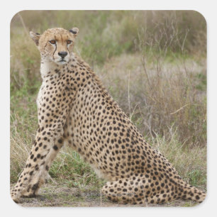 Sticker Carré mâle Cheetah, Acinonyx jubatus, Serengeti,