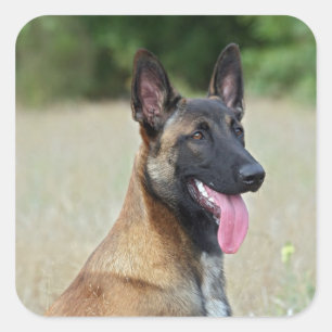 Sticker Carré malinois