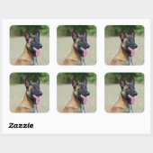 Sticker Carré malinois (Feuille)