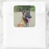 Sticker Carré malinois (Sac)
