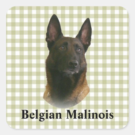 Sticker Carré malinois belge (Devant)