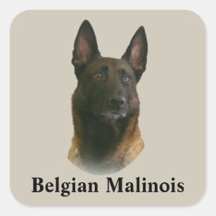 Sticker Carré malinois belges