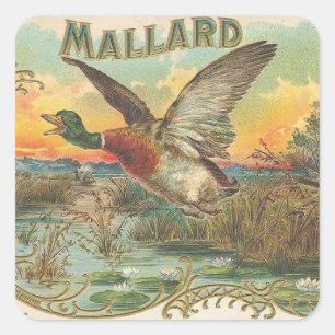 Sticker Carré Mallard
