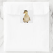 Sticker Carré Mallard duckling (Sac)