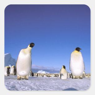 Sticker Carré Manchot   Antarctique, péninsule Antarctique