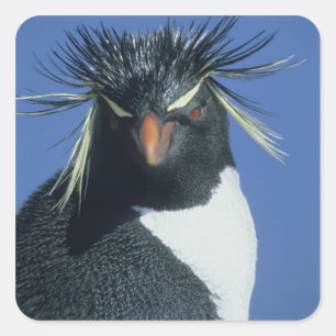 Sticker Carré Manchot de Hoppe (Eudyptes chrysocome)