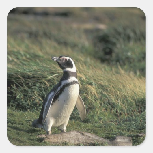 Sticker Carré Manchot de Magellan (Spheniscus magellanicus), (Devant)