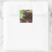 Sticker Carré Manger Orangutan (Sac)
