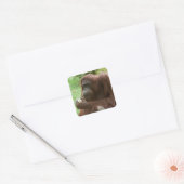 Sticker Carré Manger Orangutan (Enveloppe)