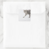 Sticker Carré Marche de chats (Sac)