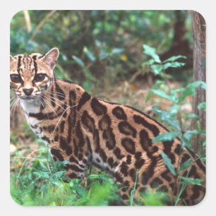 Sticker Carré Margay, Leopardus wiedi, Natif du Mexique vers