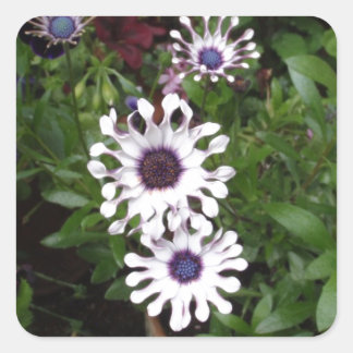 Sticker Carré Marguerite africaine blanche
