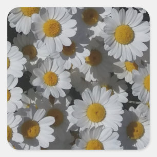 Sticker Carré Marguerite blanche