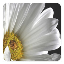 Marguerite sur fond noir