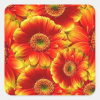 Marguerites de Gerbera jaune et orange
