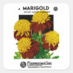 Sticker Carré Marigold