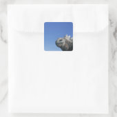 Sticker Carré Marine Iguana (Sac)