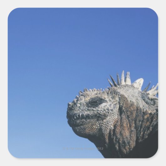 Sticker Carré Marine Iguana (Devant)