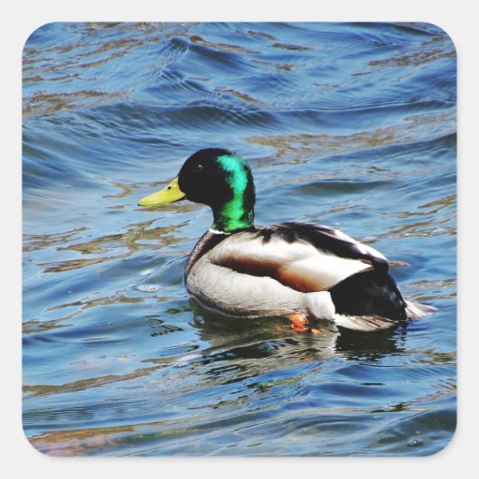 Sticker Carré Marllad (Devant)