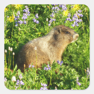 Sticker Carré Marmot dans le Mont Rainier Fleurs sauvages