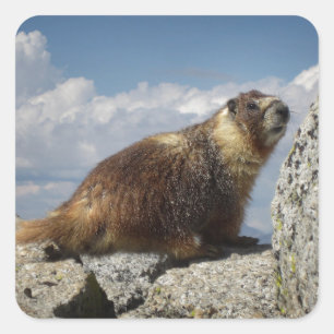 Sticker Carré Marmot gonflé par jaune dans Yosemite