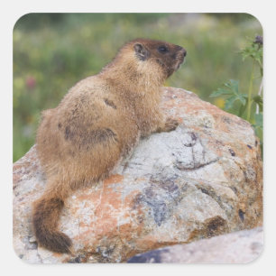 Sticker Carré Marmotte à ventre jaune, Marmota flaviventris,