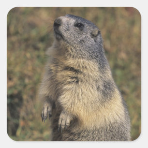 Sticker Carré Marmotte alpine, Marmota marmota, pied adulte