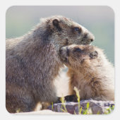 Sticker Carré Marmotte mère avec bébé (Devant)