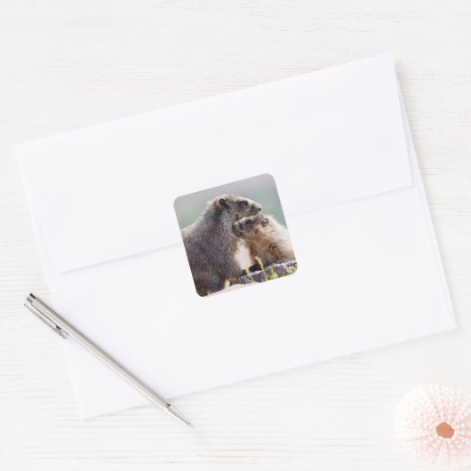 Sticker Carré Marmotte mère avec bébé (Enveloppe)
