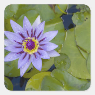 Sticker Carré Martinique, Antilles françaises, Antilles occident