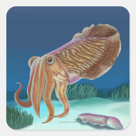 Sticker Carré MassachusettsScène de seiche (Devant)